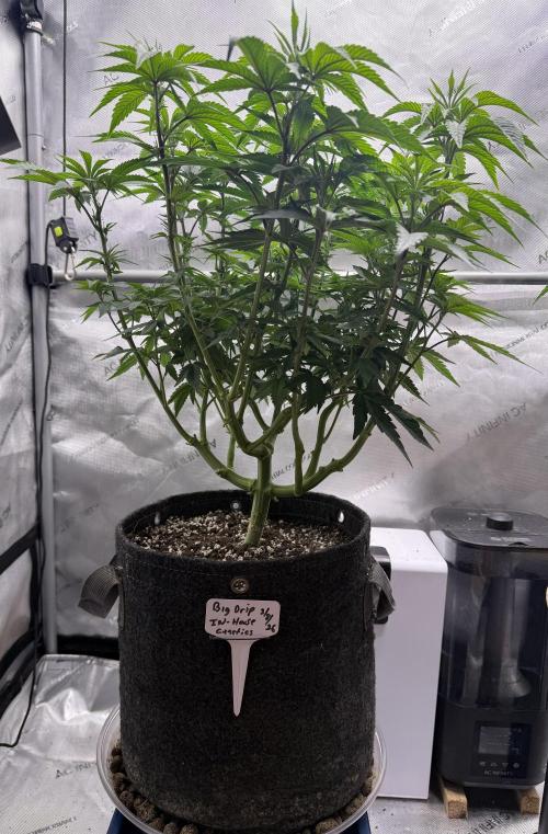 Big Drip. Week 8 - Day 52