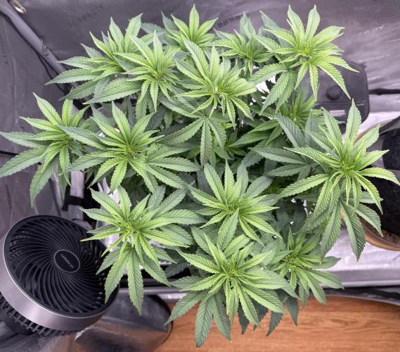 Big Drip. Week 8 - Day 52