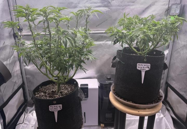 Dirty Unicorn. Week 8 - Day 54