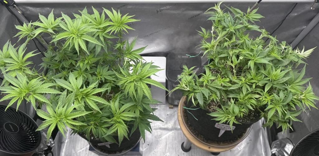 Big Drip. Week 8 - Day 54