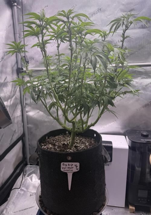 Big Drip. Week 8 - Day 54