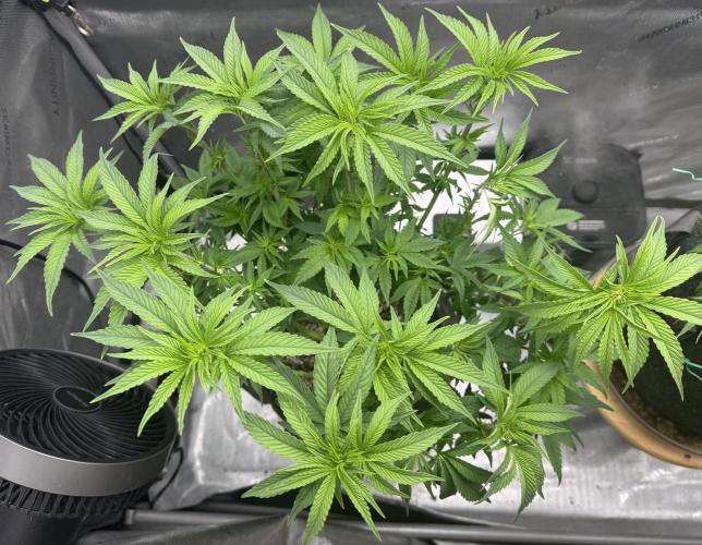 Big Drip. Week 8 - Day 54