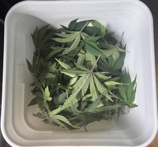 Big Drip. Week 8 - Day 54