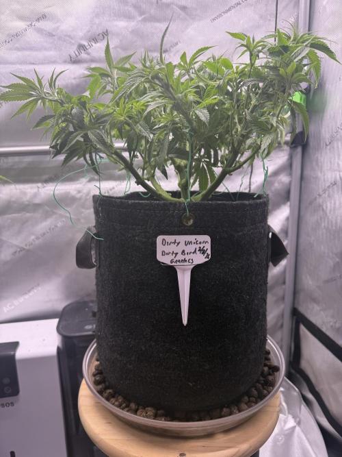 Dirty Unicorn. Week 8 - Day 54