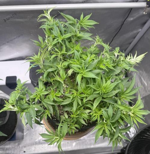 Dirty Unicorn. Week 8 - Day 54