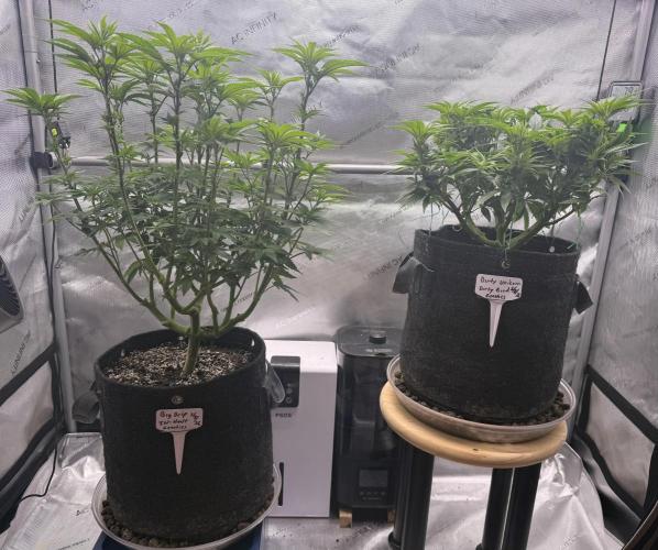 Dirty Unicorn. Week 8 - Day 56