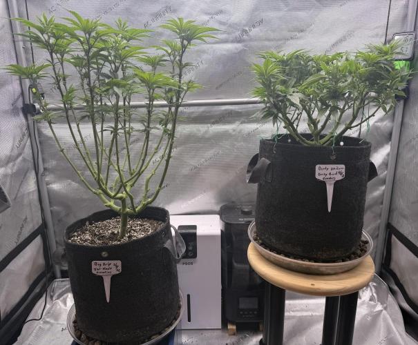 Dirty Unicorn. Week 8 - Day 56