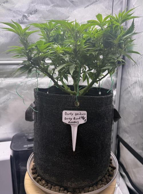Dirty Unicorn. Week 8 - Day 56