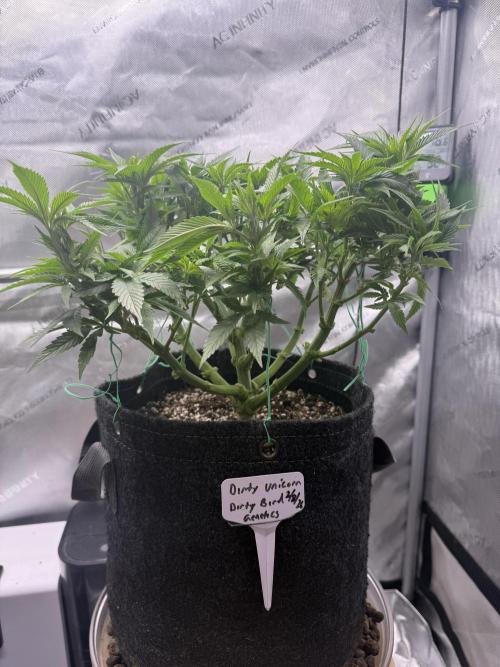 Dirty Unicorn. Week 8 - Day 56