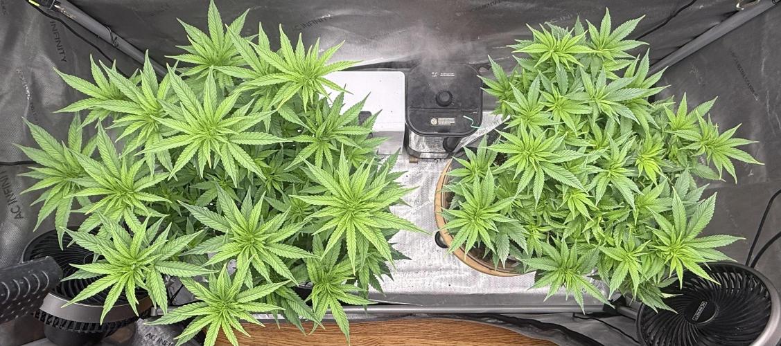 Big Drip. Week 8 - Day 56