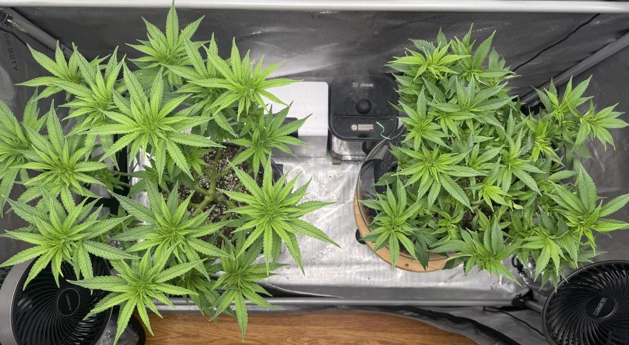 Big Drip. Week 8 - Day 56