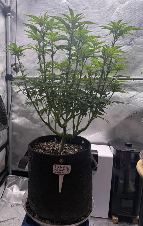 Big Drip. Week 8 - Day 56