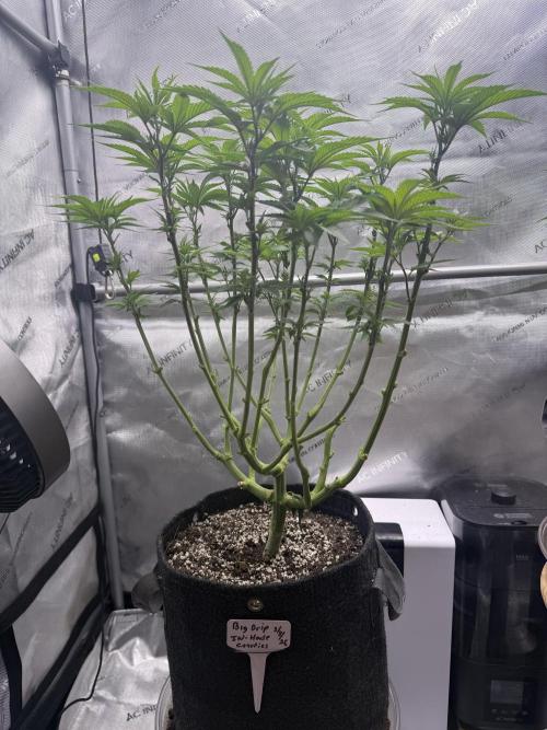 Big Drip. Week 8 - Day 56