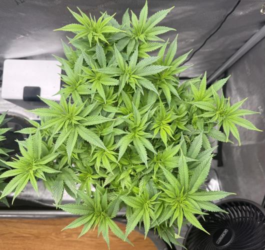Big Drip. Week 8 - Day 56