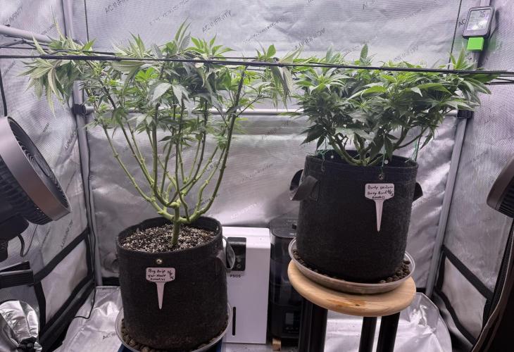 Dirty Unicorn. Week 9 - Day 60