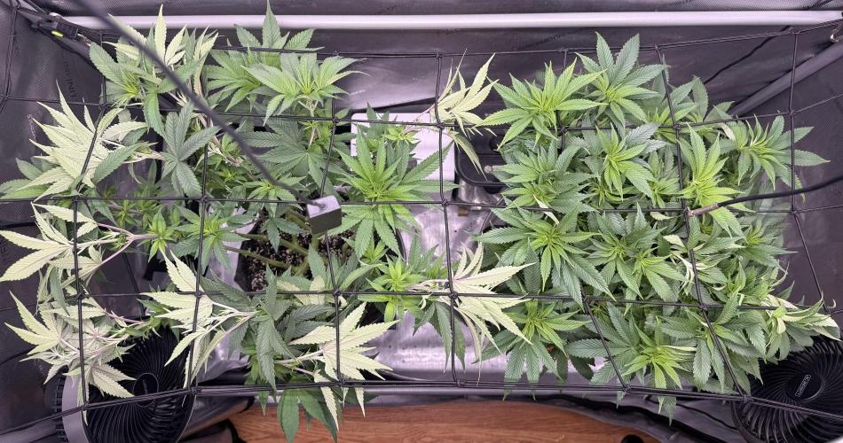 Dirty Unicorn. Week 9 - Day 60