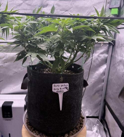 Dirty Unicorn. Week 9 - Day 60