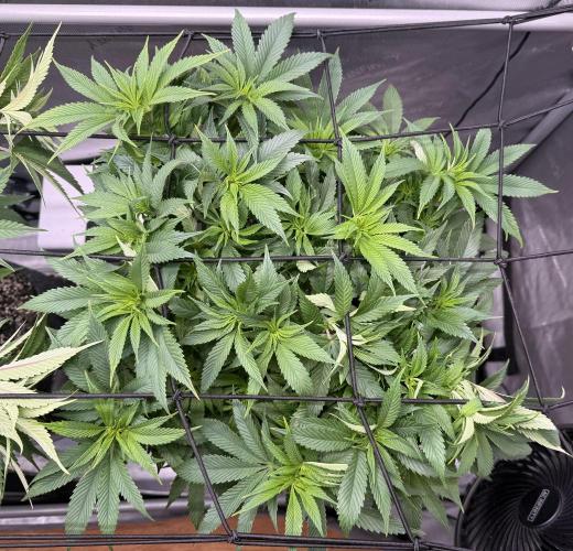 Dirty Unicorn. Week 9 - Day 60
