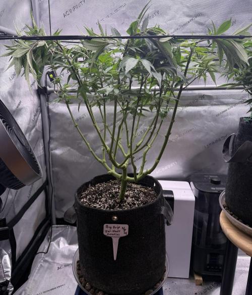 Big Drip. Week 9 - Day 60