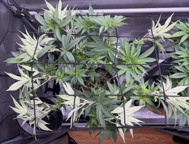 Big Drip. Week 9 - Day 60