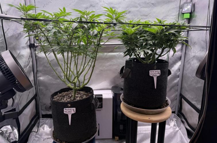 Dirty Unicorn. Week 9 - Day 62