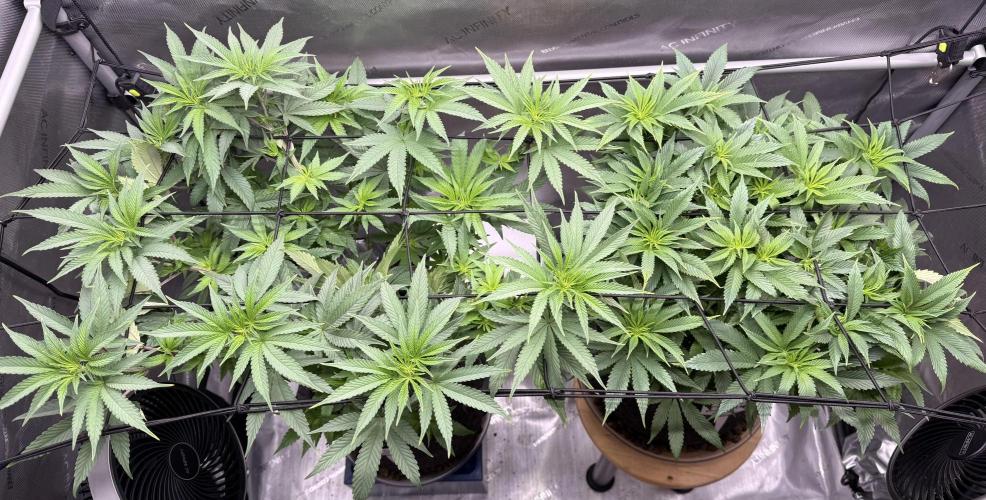 Dirty Unicorn. Week 9 - Day 62