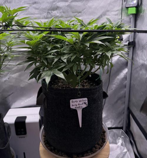 Dirty Unicorn. Week 9 - Day 62