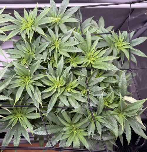 Dirty Unicorn. Week 9 - Day 62