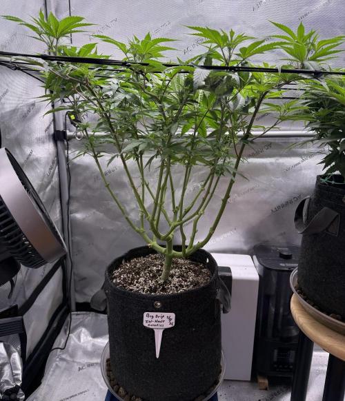 Big Drip. Week 9 - Day 62