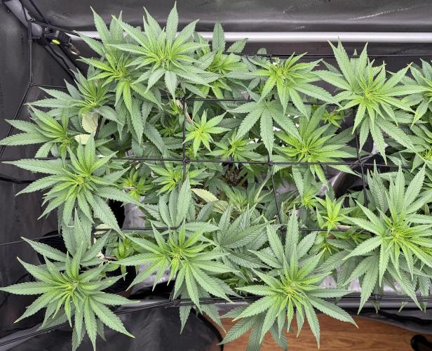 Big Drip. Week 9 - Day 62