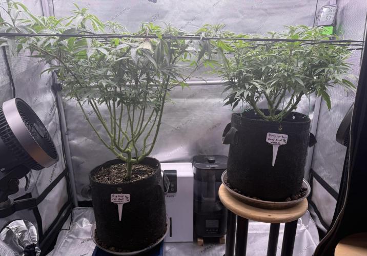 Dirty Unicorn. Week 10 - Day 1 Flower