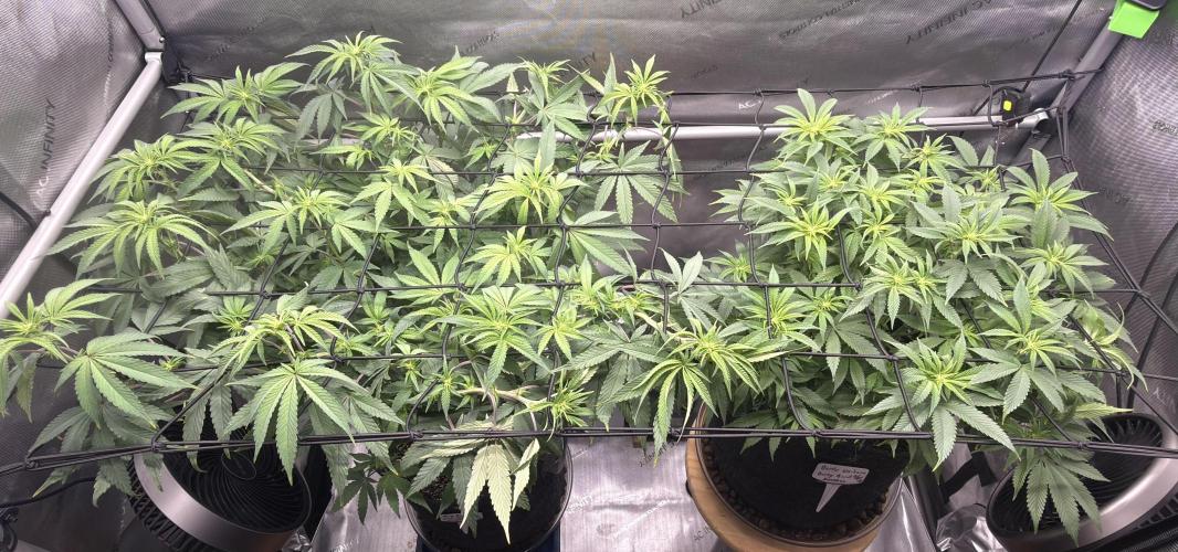 Dirty Unicorn. Week 10 - Day 1 Flower
