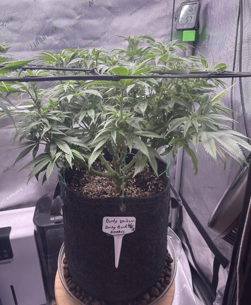 Dirty Unicorn. Week 10 - Day 1 Flower