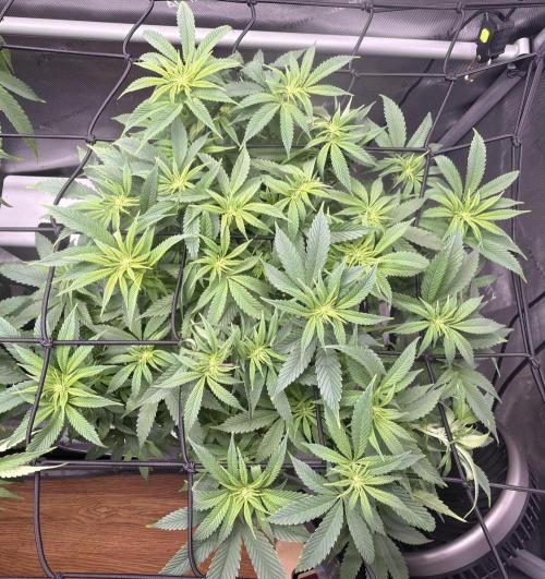 Dirty Unicorn. Week 10 - Day 1 Flower