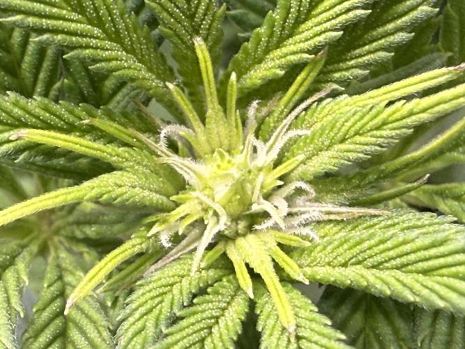 Dirty Unicorn. Week 10 - Day 1 Flower