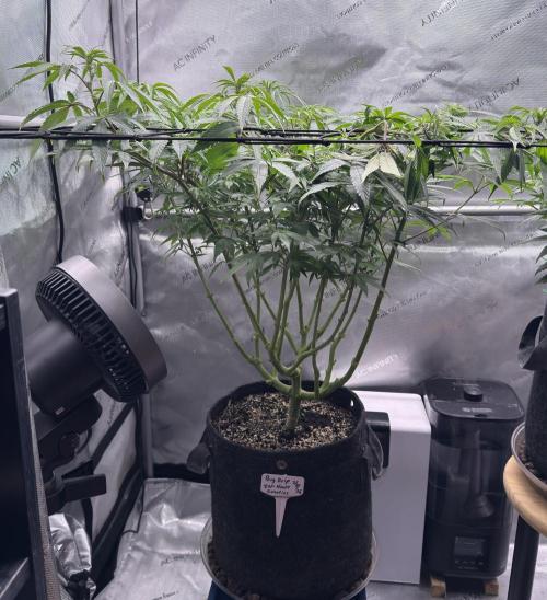 Big Drip. Week 10 - Day 1 Flower