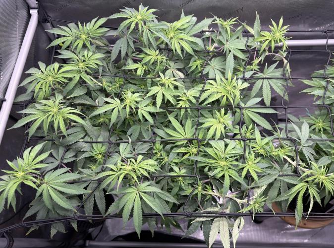 Big Drip. Week 10 - Day 1 Flower