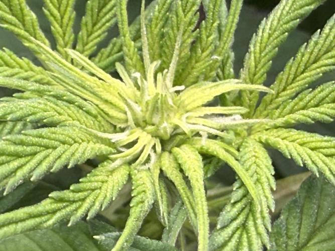 Big Drip. Week 10 - Day 1 Flower