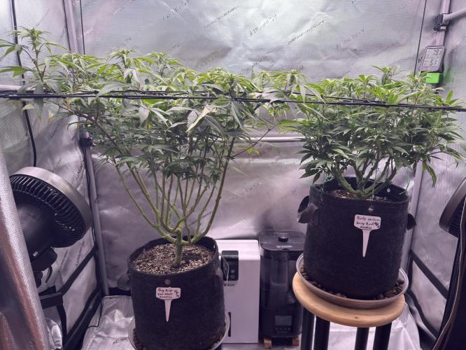 Dirty Unicorn. Week 11 - Day 9 flower