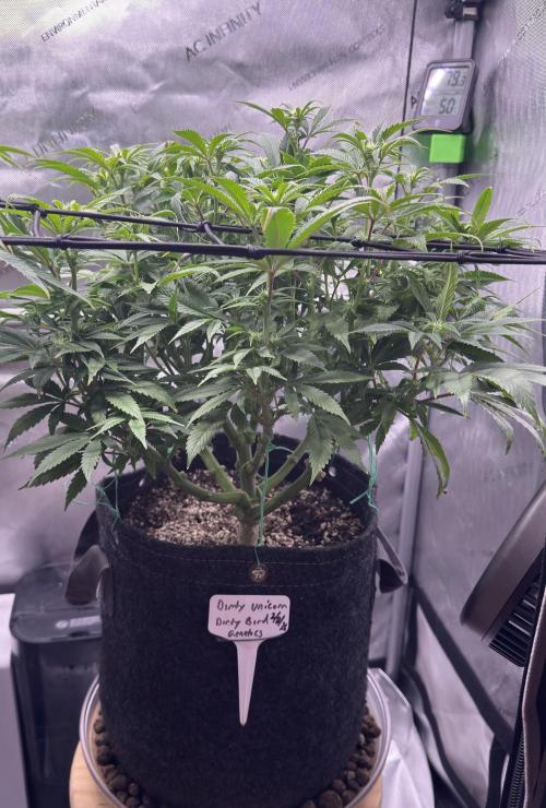 Dirty Unicorn. Week 11 - Day 9 flower
