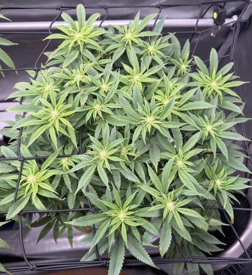 Dirty Unicorn. Week 11 - Day 9 flower