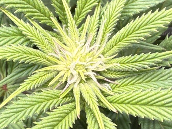 Dirty Unicorn. Week 11 - Day 9 flower