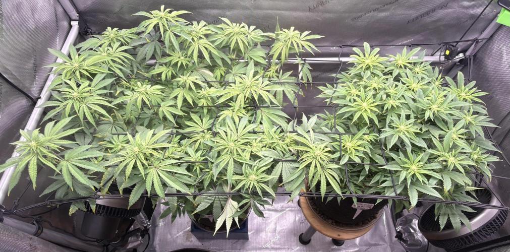 Big Drip. Week 11 - Day 9 flower