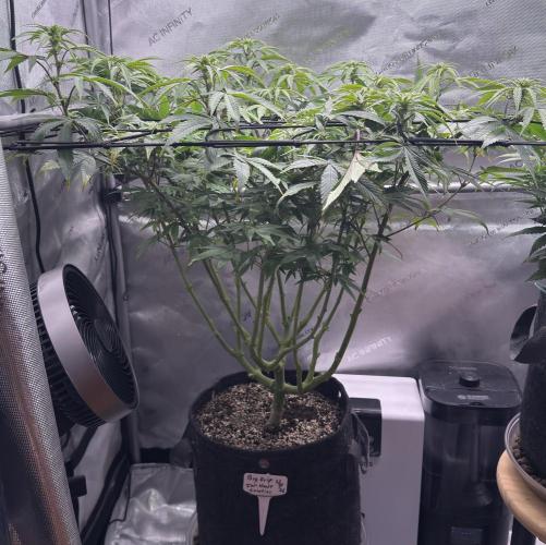 Big Drip. Week 11 - Day 9 flower