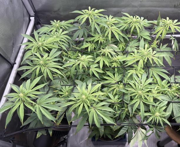 Big Drip. Week 11 - Day 9 flower