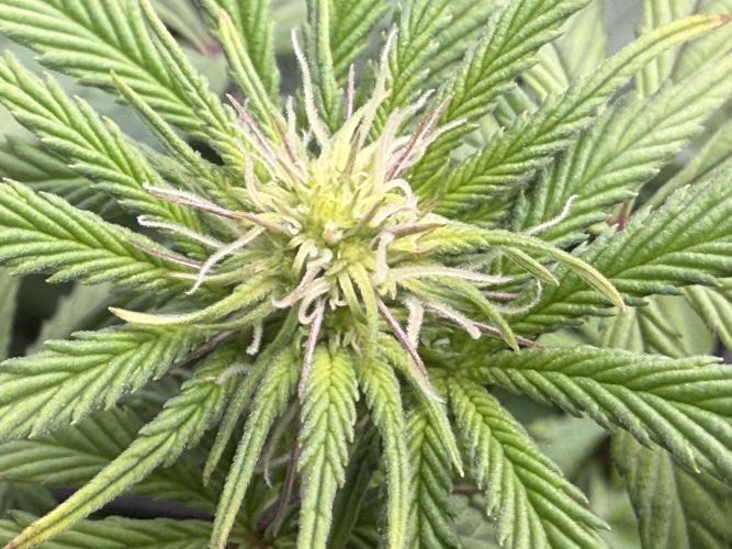 Big Drip. Week 11 - Day 9 flower
