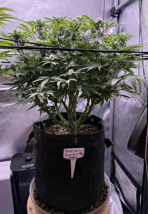 Dirty Unicorn. Week 12 - Day 21 flower