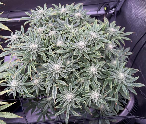 Dirty Unicorn. Week 12 - Day 21 flower