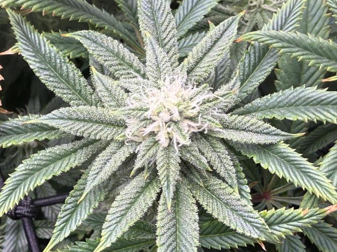 Dirty Unicorn. Week 12 - Day 21 flower