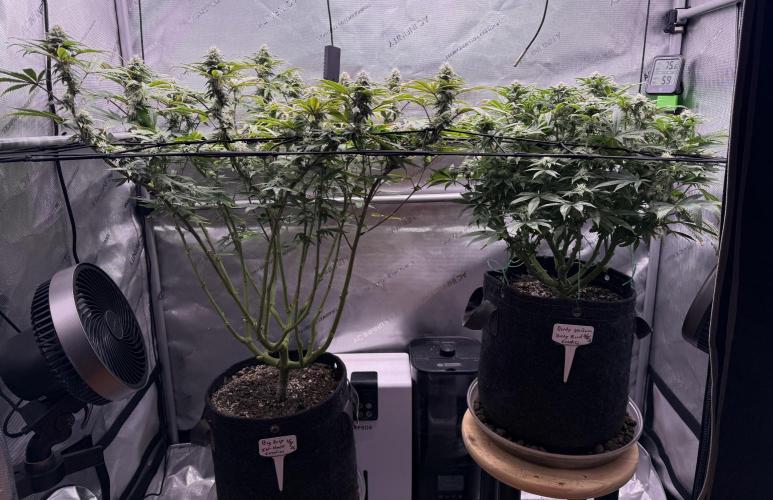 Big Drip. Week 12 - Day 21 flower